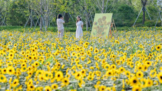 魔都眼·國慶｜世博文化公園秋日派對，在暖陽里徜徉花海