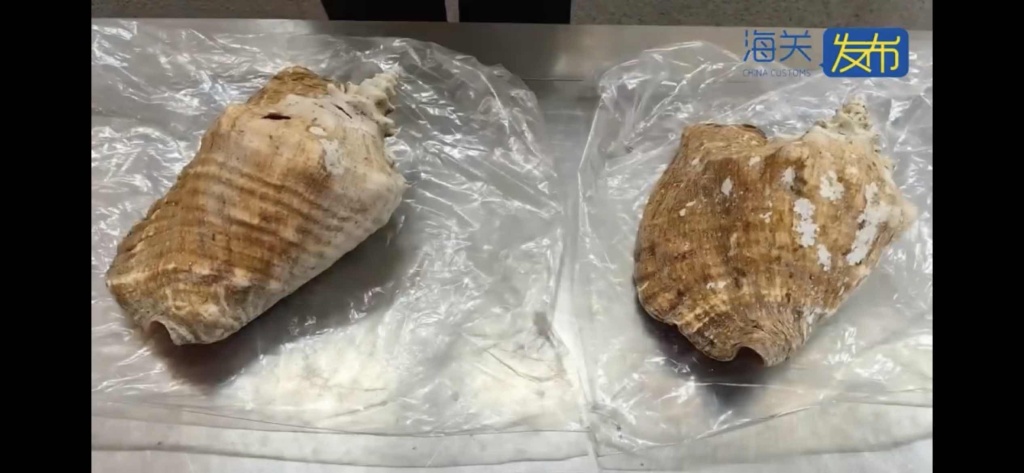 星座姻缘配对:在线测算生辰八字www.jixiangqiming.vip：-2件濒危螺壳制品入境被查，系保护物种女王凤凰螺