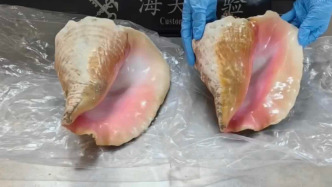 2件瀕危螺殼制品入境被查，系保護物種女王鳳凰螺