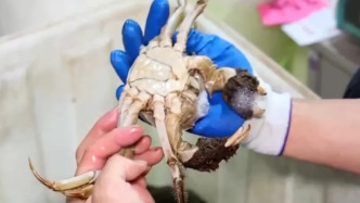 平均月收入約2萬元！“挑蟹師”職業近期缺口大