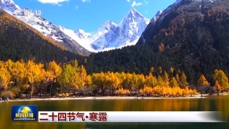 文化中國行丨二十四節(jié)氣·寒露 白云紅葉 菊有黃華