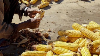 夜讀｜父母的雙手為豐收托底