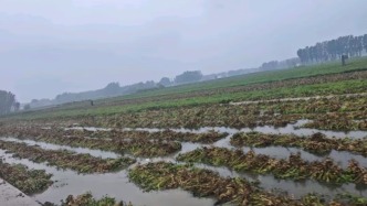連續(xù)陰雨致河南山東等地部分秋收作物發(fā)芽？農(nóng)業(yè)農(nóng)村部派工作組赴一線指導(dǎo)