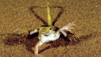 人：蜥蜴在跳舞！ 蜥蜴：你清高你不怕烫 | 科学世界