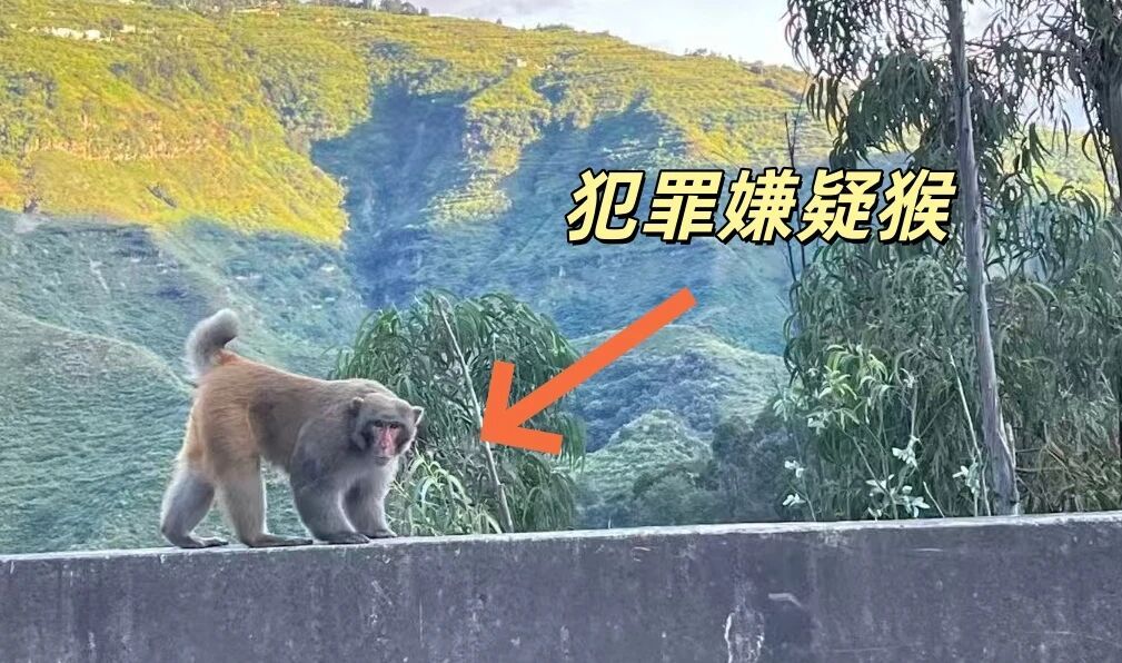 属鼠人 2025 年事业运:免费在线测算www.jixiangqiming.vip：-男子路边停车休息遭野猴入车袭击，警方：勿违规停车，勿投喂