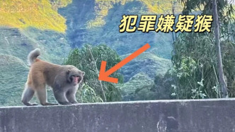 男子路邊停車休息遭野猴入車襲擊，警方：勿違規(guī)停車，勿投喂