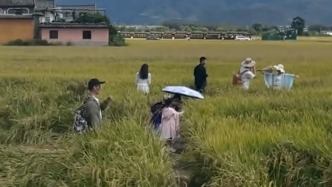 游客打卡拍照成熟稻谷遭踩踏，大理喜洲镇政府：人太多劝不住