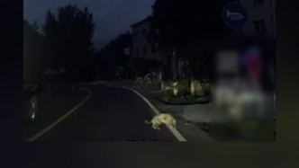 女子駕車撞到未拴繩狗后同車朋友遭犬主親友圍毆，湖北宜昌警方：打人者被拘留