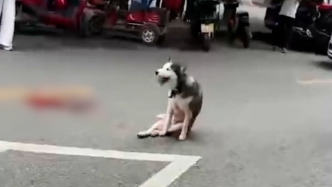 成都一店主當(dāng)街砍死哈士奇，街道通報(bào)：無(wú)主犬只撕咬家禽咬傷店主