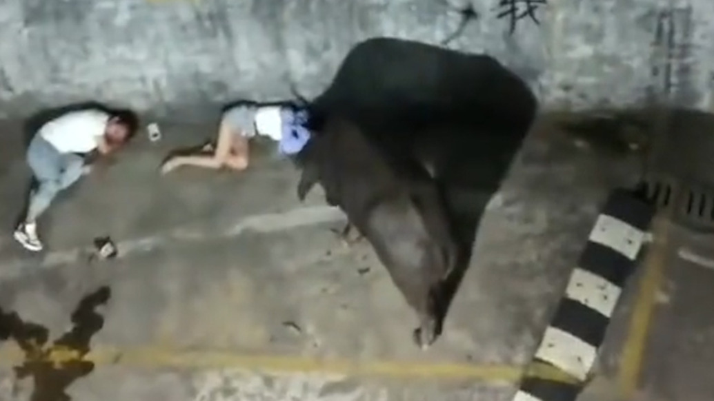 網友反映“瘋?！睕_撞路人致多人受傷，廣西藤縣應急管理局回應已擊斃