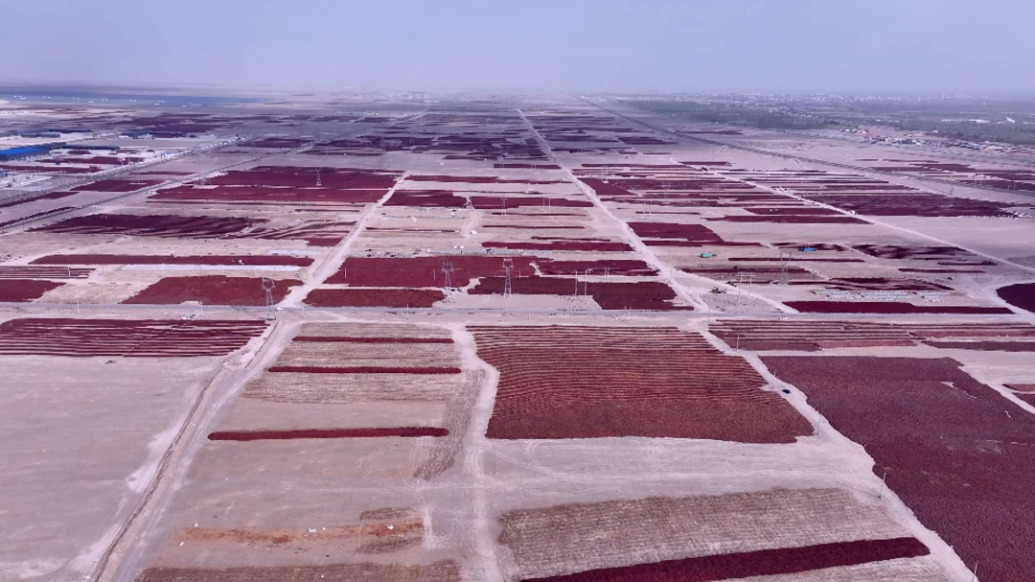 新疆巴州:19.05萬畝色素辣椒進(jìn)入晾曬加工季