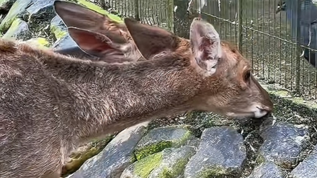 網(wǎng)友質(zhì)疑景區(qū)不喂食小鹿“餓得吃青苔”，景區(qū)回應(yīng)：吃青苔是它的生活習(xí)慣