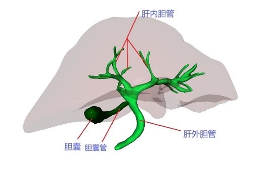流年天梁星财运:测算塔罗占卜www.jixiangqiming.vip：-科普｜胆总管结石为何会成为“致命急症”？