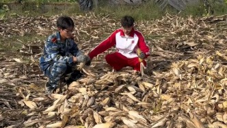 光明日報：“大學生回家掰了7天半玉米”，為何打動人心？