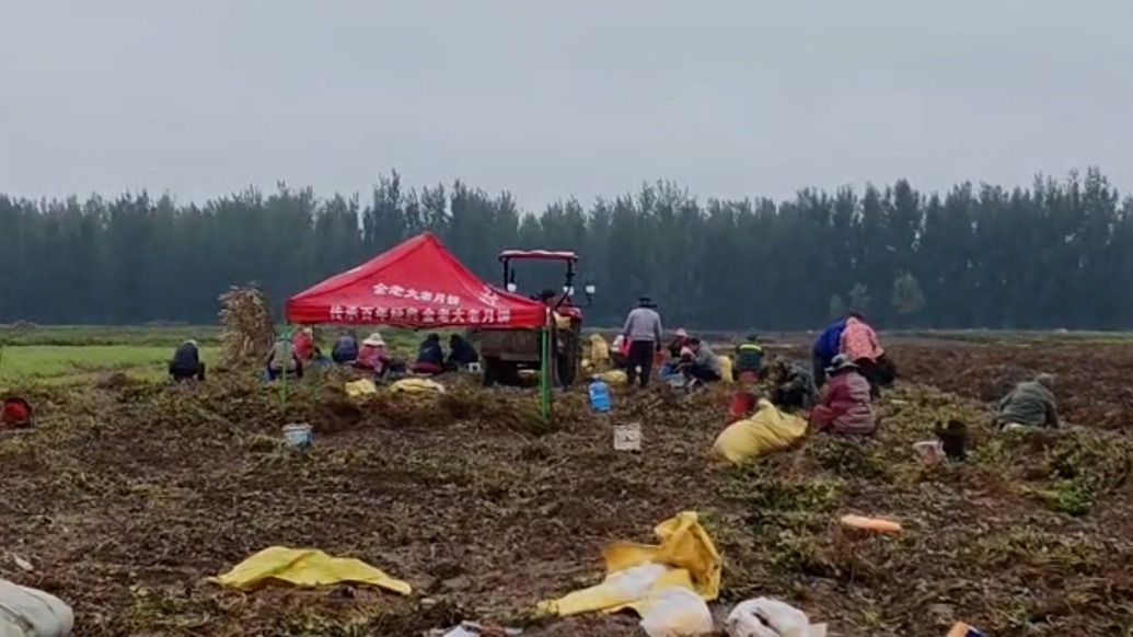 遠親不如近鄰！連續降雨眼瞅花生將爛在地里，19名鄰居上陣幫搶收