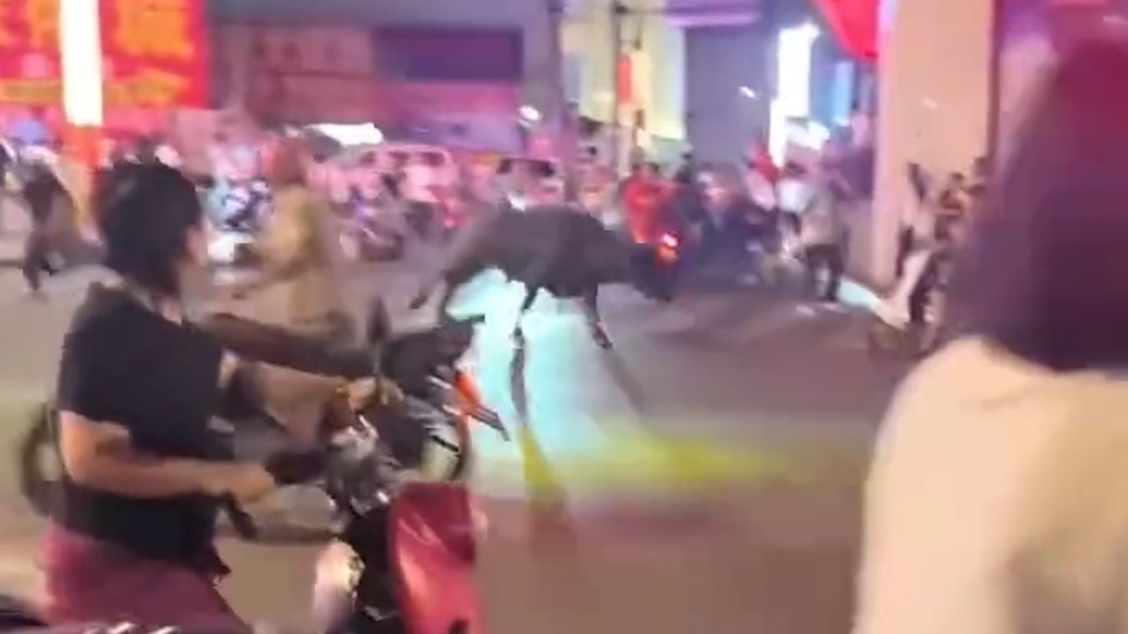 廣西藤縣一“瘋?！濒[市撞傷5人：系屠宰場待宰牛出逃