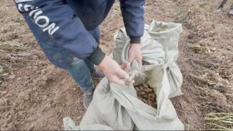 直播丨秋雨破紀錄，秋作物發(fā)芽！在河南新鄉(xiāng)跟村民一起搶收保糧