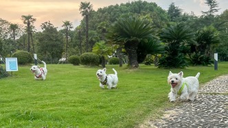 夜讀｜小狗的聚會