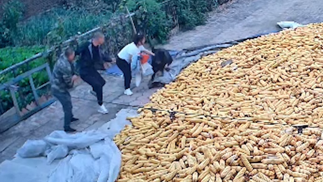 藏獒掙脫繩子撲向客人，主人合力按住：無人受傷，將加固脖套