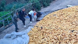 藏獒掙脫繩子撲向客人，主人合力按?。簾o人受傷，將加固脖套