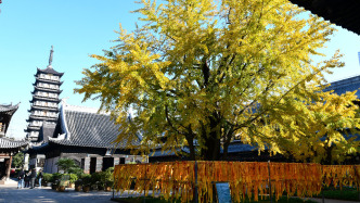 上海的真如寺大殿和650歲古銀杏一起入選國家級(jí)名錄