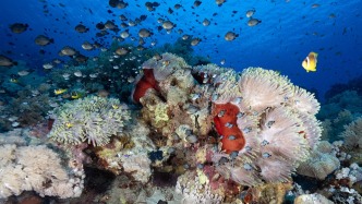 報告稱首個全球生態系統臨界點已被觸發：珊瑚礁正在消失