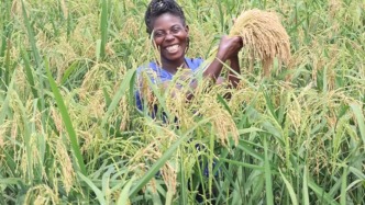 中非探索試驗(yàn)“自我復(fù)制的雜交水稻”，或?qū)⒏膶懛侵揶r(nóng)業(yè)