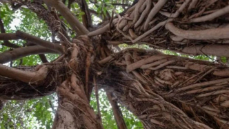 這種無花果樹能把二氧化碳變成石頭，果子還超好吃？