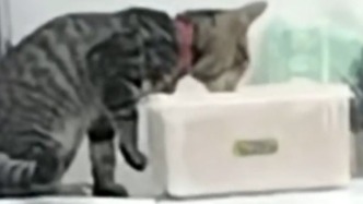 早餐店用貓啃食過的肉餡做包子？宜昌夷陵區(qū)市監(jiān)局：封存餡料，立案查處