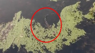 市民在護城河發(fā)現(xiàn)小鱷魚，警方抓獲后初步判斷為人工養(yǎng)殖放生