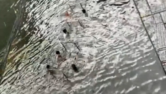 廣西百色一街道積水嚴重，當?shù)厍鄩涯昱菰谒袨槔先撕⒆哟罱ㄆ鹋R時橋梁