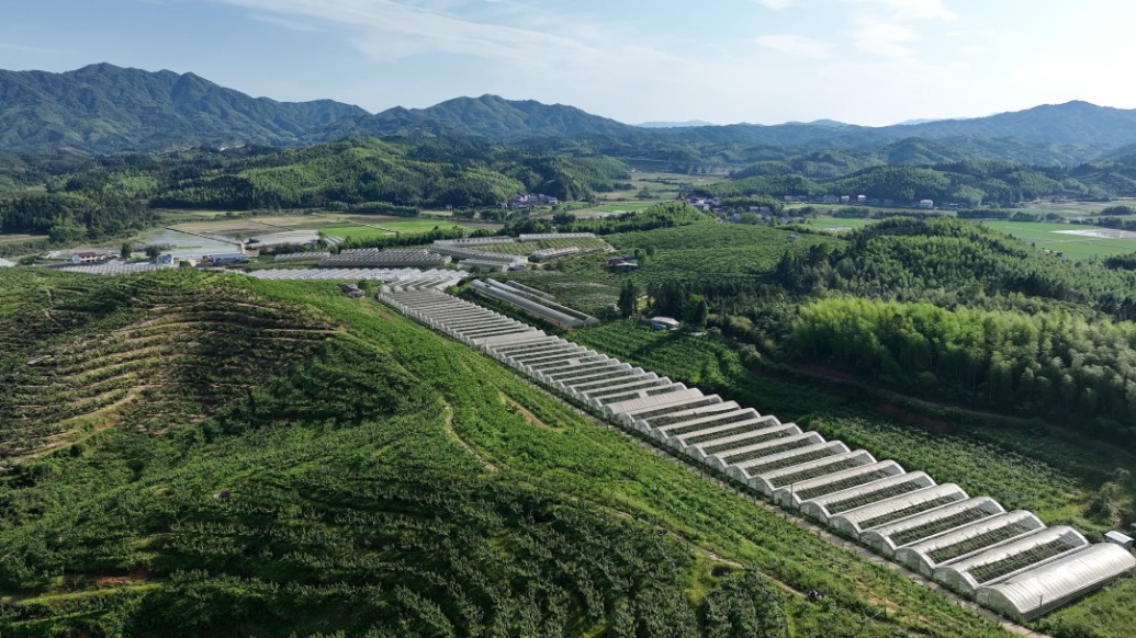 建宁数字兴农实践①|建起智慧田园,水果和莲子改变农民生活