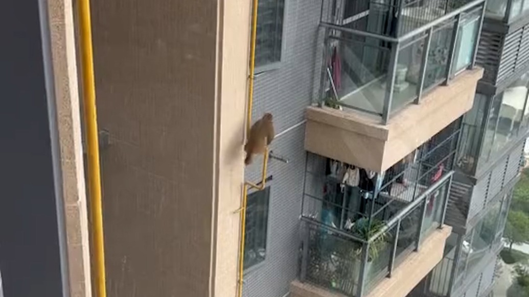“猴哥”闯入南宁一小区飞檐走壁消防物业抓一天未果，社区：关好门窗不要投喂