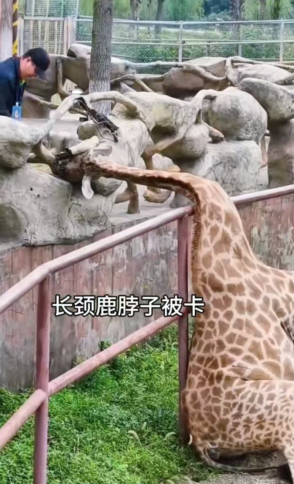 长颈鹿玩嗨了卡住了脖子，南通森林野生动物园：已解救未受伤