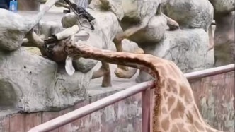 长颈鹿玩嗨了卡住了脖子，南通森林野生动物园：已解救未受伤