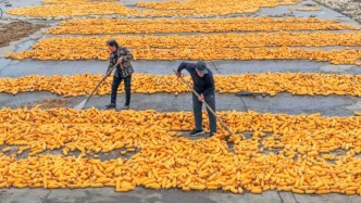 中華全國供銷合作總社：積極助農(nóng)搶收搶烘，促進秋糧應(yīng)收盡收