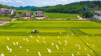 粮安天下的建宁护航：数字化赋能杂交稻制种第一县，再造农业新模式