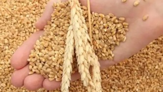 夏糧旺季收購收官，累計(jì)收購小麥近1.08億噸