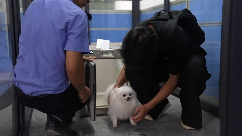 广西开通高铁宠物托运，首开南宁至成都、上海两条线路