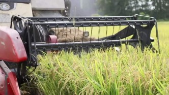 國家糧儲局：在河南啟動2025年中晚稻最低收購價執(zhí)行預(yù)案