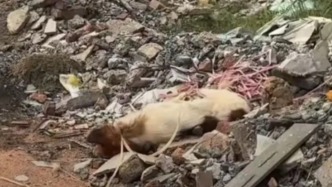 保安打死進(jìn)入餐廳的流浪狗，新余學(xué)院致歉：處置不當(dāng)，已開除