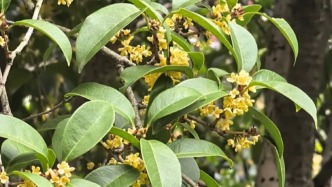 冷空氣明天開始影響上海最低21℃，下周有望聞到丹桂飄香