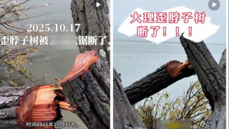 摄影师反映大理洱海网红“歪脖子树”多处被锯，管理局：正核查