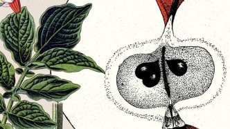 劉夙讀《植物的欲望》｜支持轉基因的我，為何譯一本“反”轉基的書