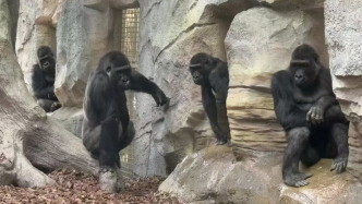用野菜命名大猩猩獲六成網(wǎng)友支持，南京紅山動物園“聽勸”
