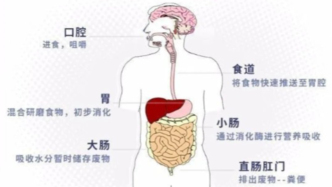 科普 | “吃進去”的東西，什么時候“排出來”更好？原來腸道運輸時間這么重要