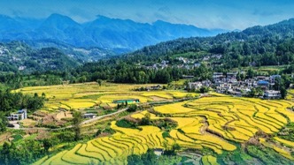 學(xué)習(xí)新語(yǔ)｜總書記引領(lǐng)推動(dòng)鄉(xiāng)村振興邁出堅(jiān)實(shí)步伐