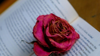 委托人任意解除合同，編劇損失應如何賠償?