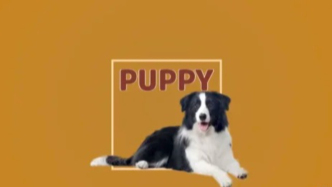 狗爸狗媽，你們真的準(zhǔn)備好了嗎？