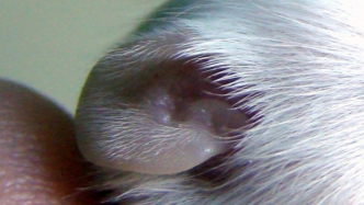 中國科學(xué)家重啟演化開關(guān)，竟能讓小鼠外耳組織完美再生？